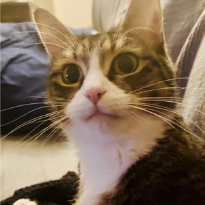 Meet your Posher, Beck